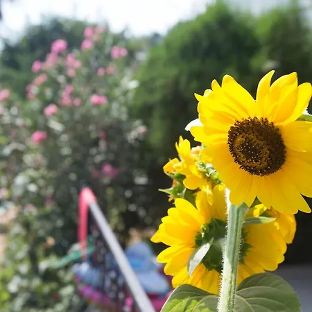 Ξενοδοχείο Dedeminn Garden 4*