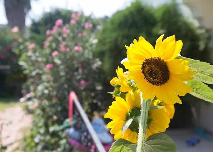 Отель Dedeminn Garden 4*